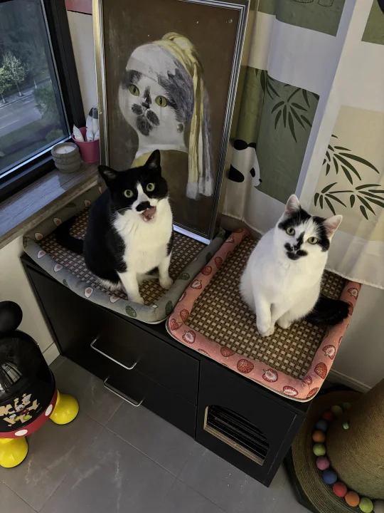 有没有适合我家漂亮猫的漂亮猫爬架
