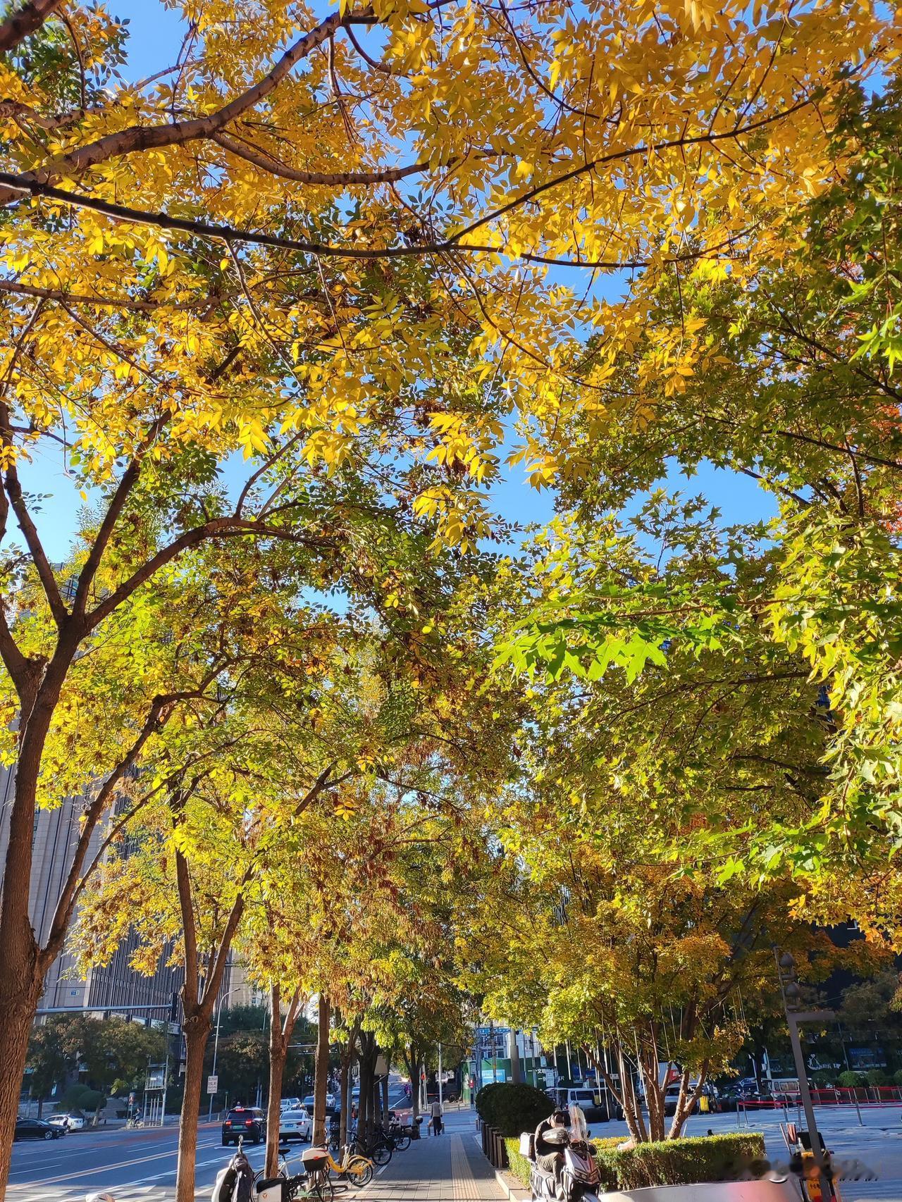 你就没看清，枪最后从黎晴手里转给了朱枫手里