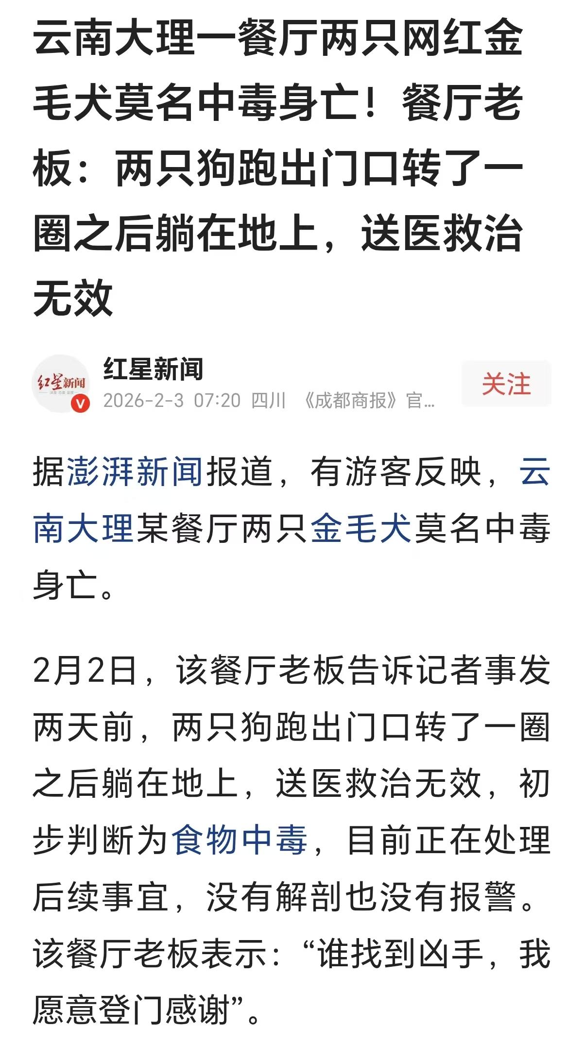 云南大理一家餐厅的两条网红金毛出门玩耍，疑似食物中毒，救治无效，可惜了！

近日