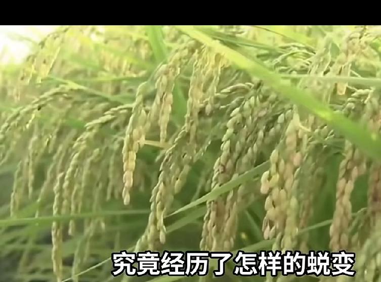 神舟十四号带回太空水稻种子，完成“从种子到种子”发育全过程，实现太空水稻培养新突