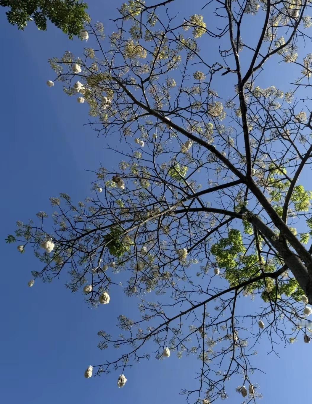 广州香草世界旅游度假区 广州香草世界旅游度假区游玩打卡拍照网红地 美景尽收眼底让