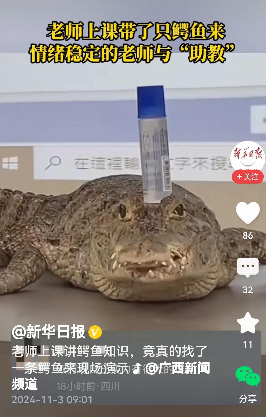 #老师上课找了一条真鳄鱼现场演示#
还真是，这位老师为了讲授鳄鱼知识，真就把一条