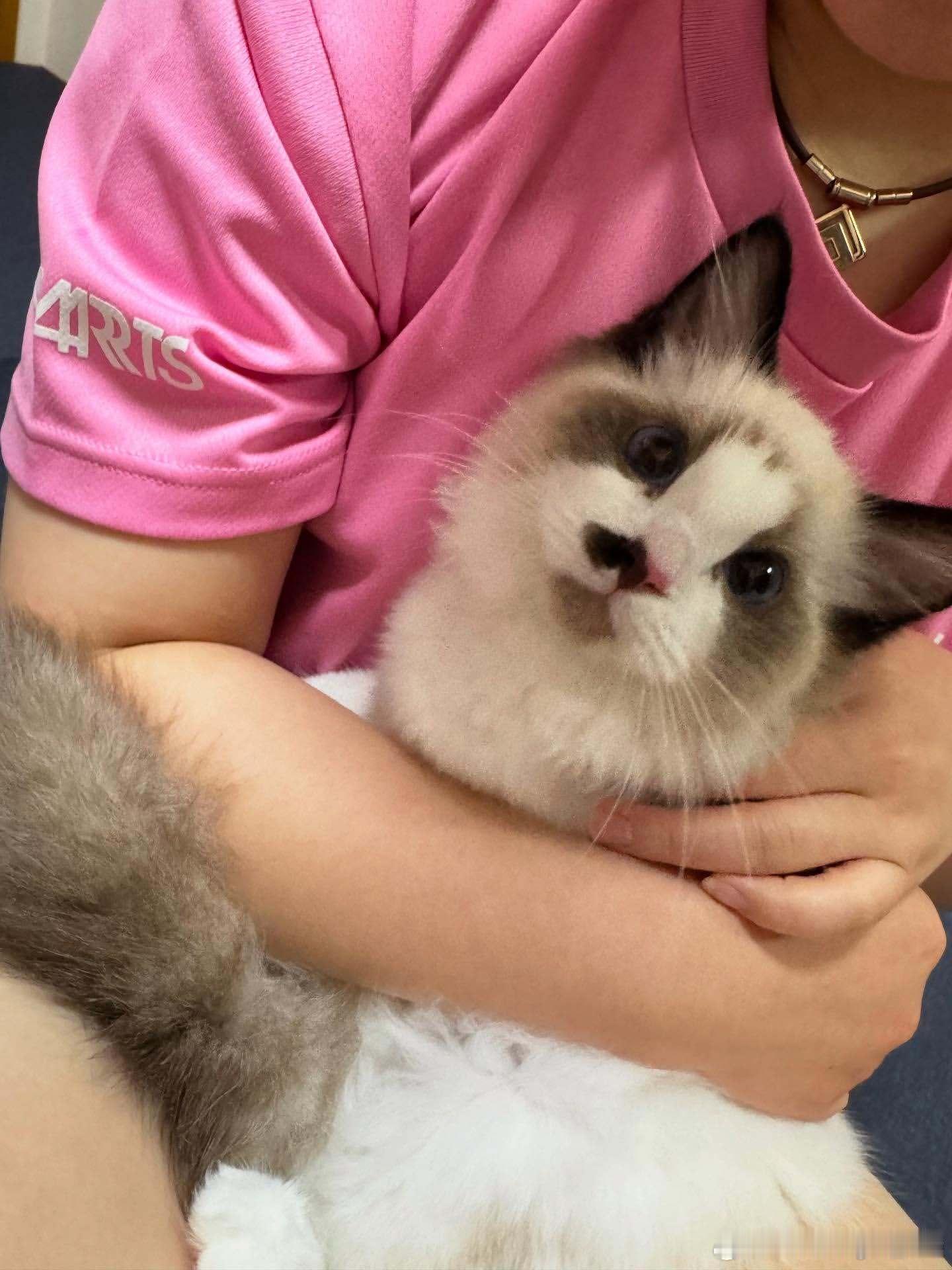 伊藤美诚妈妈：伊藤家加入了一个女孩子是贝儿🐈ベルちゃんです（名字不知道怎么