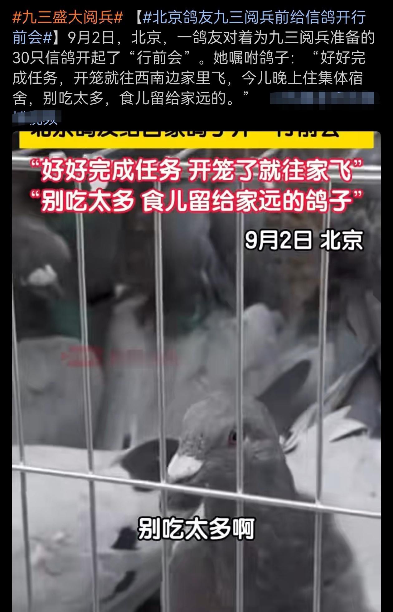 北京鸽友，九三阅兵前给信鸽开行前会！