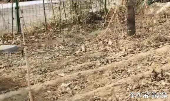 周海媚去世6个多月，她北京豪宅菜园近况：一片荒芜杂草丛生好凄凉 