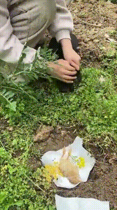 两姐妹为小鸡举行葬礼！
还把罪魁祸首按过来给小鸡仔磕头！

两姐妹家里养的小鸡仔