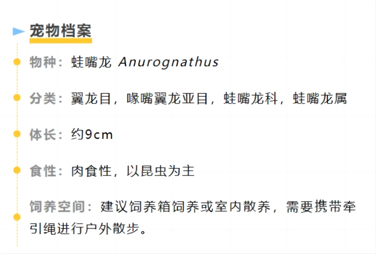 #你的桌面恐龙博物馆# 第十三课 蛙嘴龙（一） Anurognathus 本周我