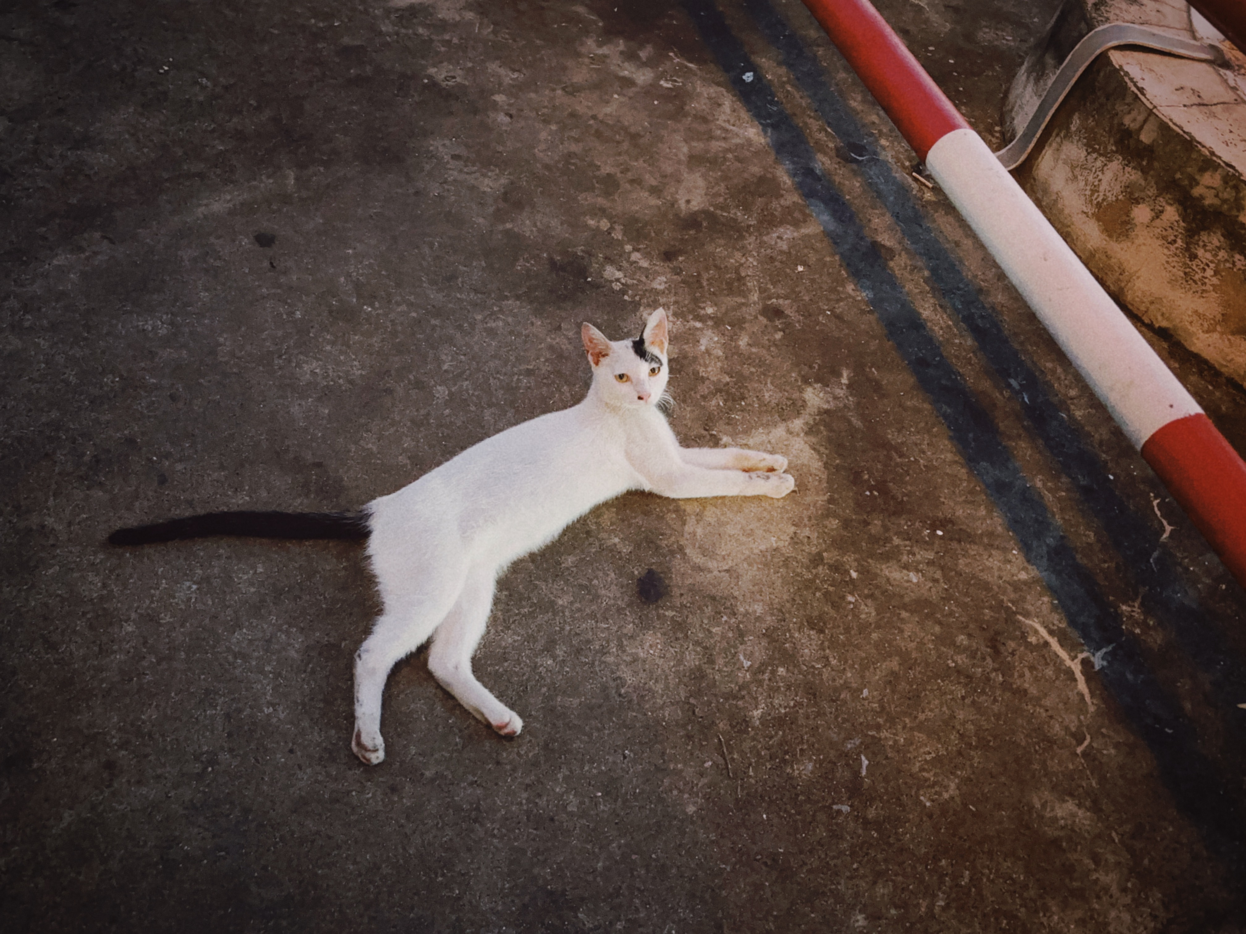 服务区的小猫。 