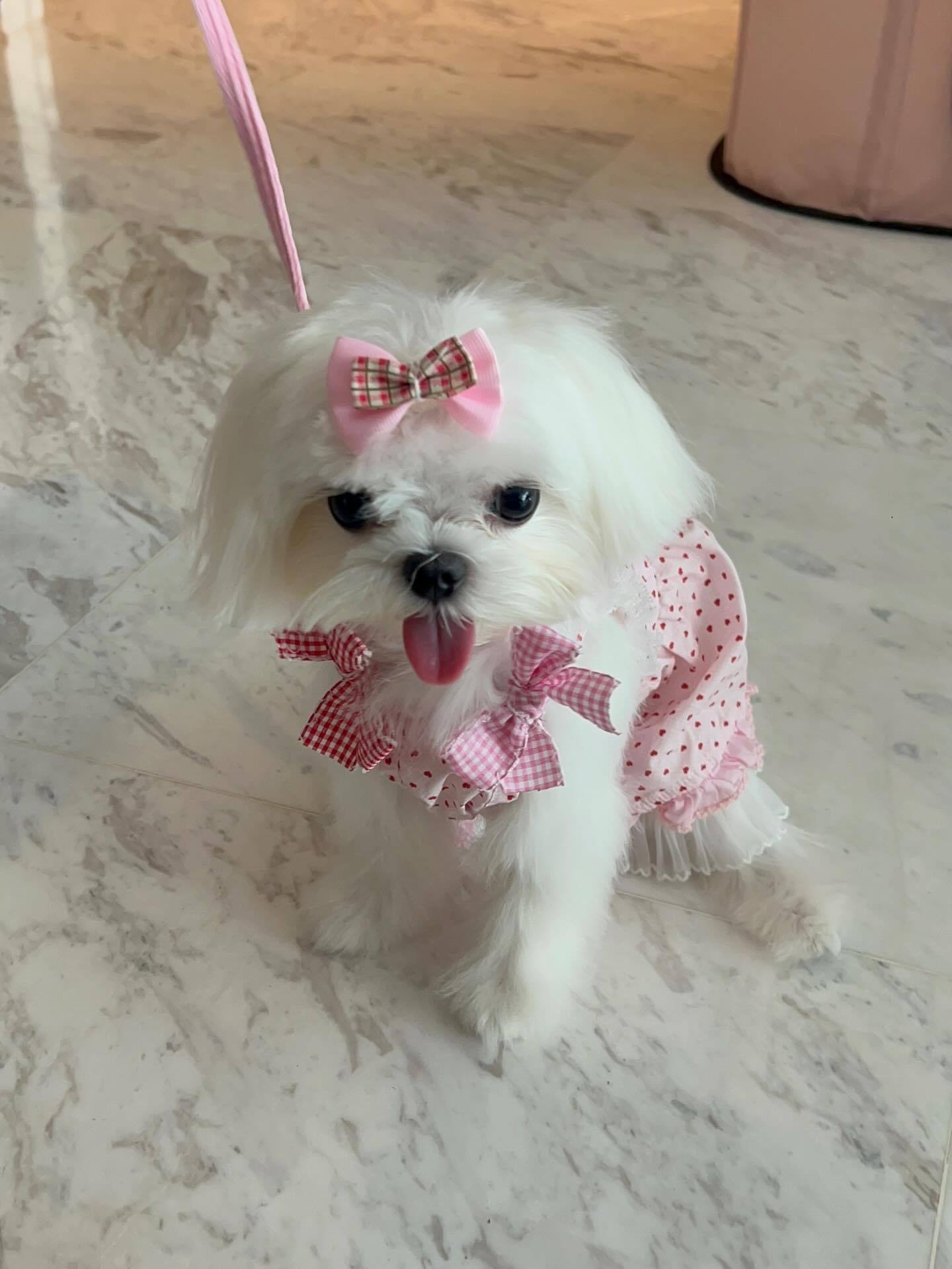EnjoyJune🐈⬛🐶enjoyjune 嫡长子怎么变蘑菇头了公主依旧很可