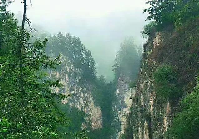 ◆七律·登山行吟

当代·黄永强

屐齿沾云入杳茫，千峰列戟割阴阳。

桃腮噙露