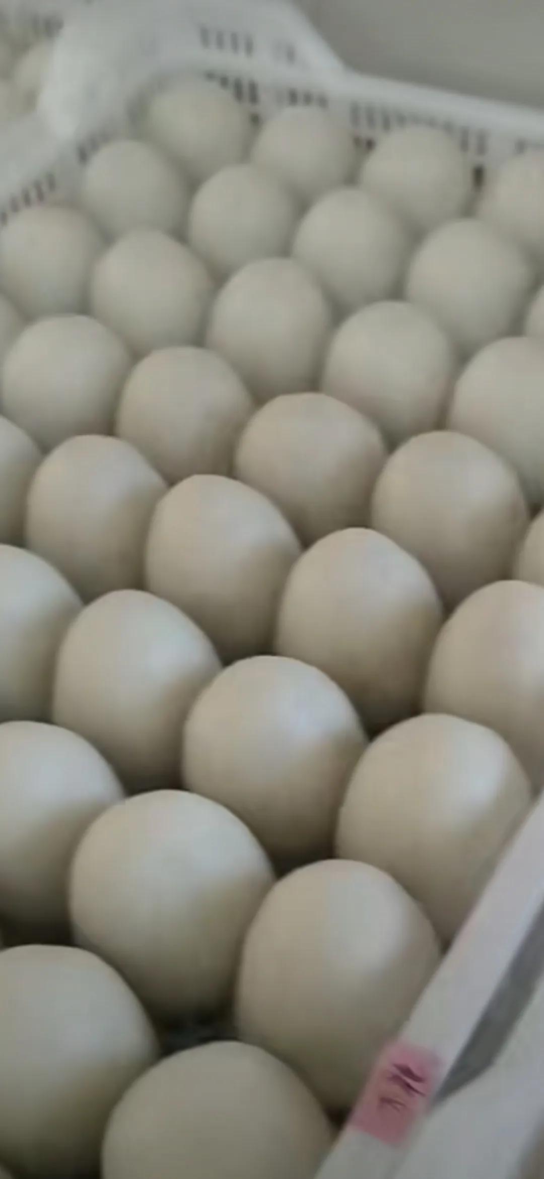 富阳米粿