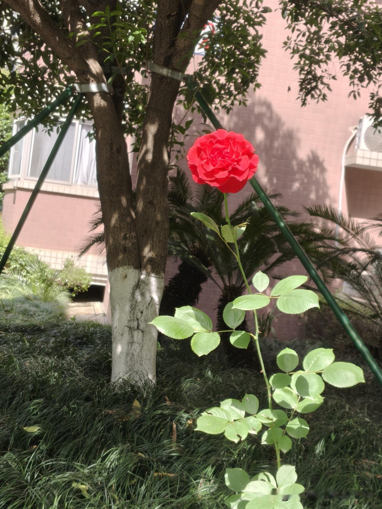 今年的五一我放不成假，得跟着老板去他们家别墅干活。[笑哭]

宝妈那天问我，五一