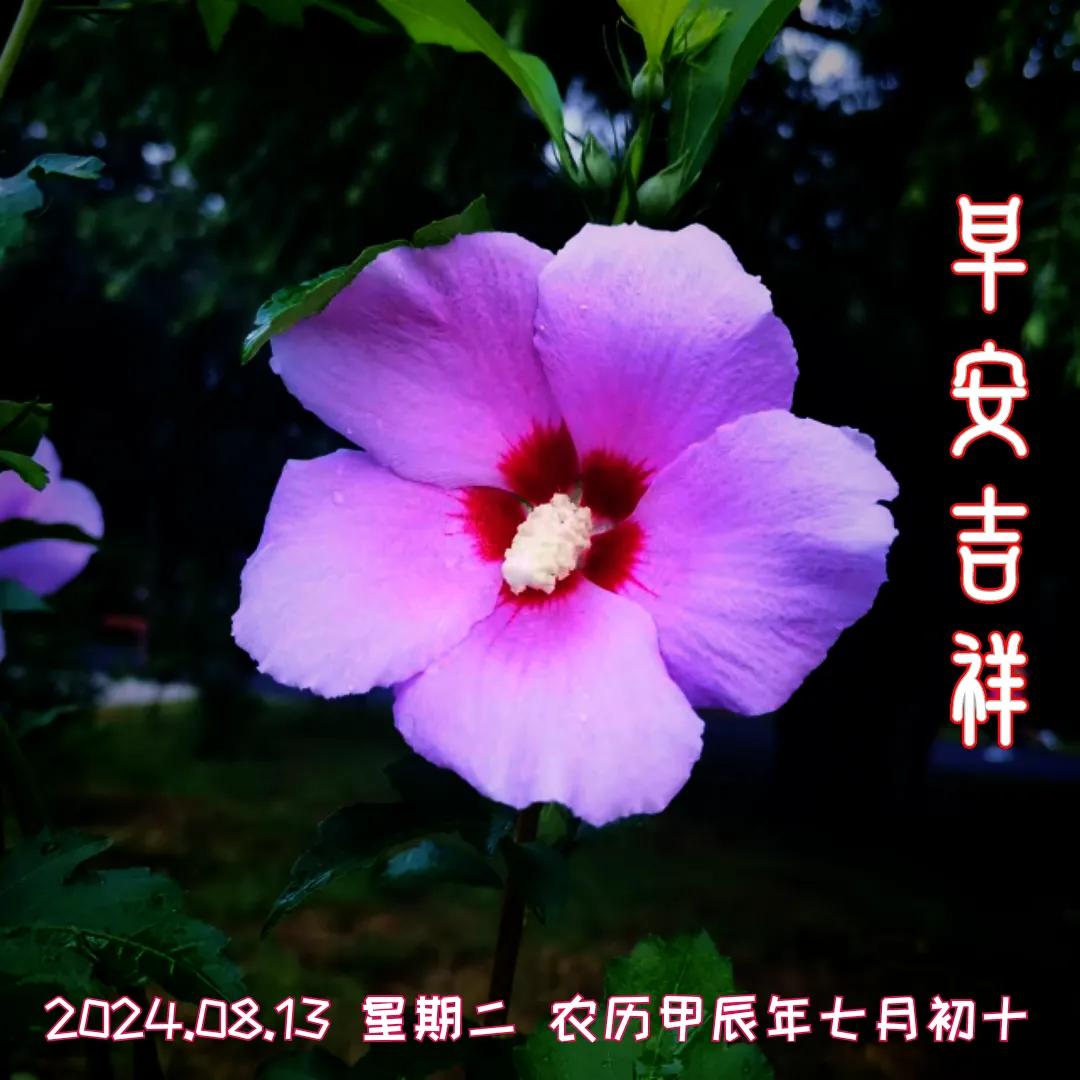 8月13日，沈阳北陵公园内的木槿花！