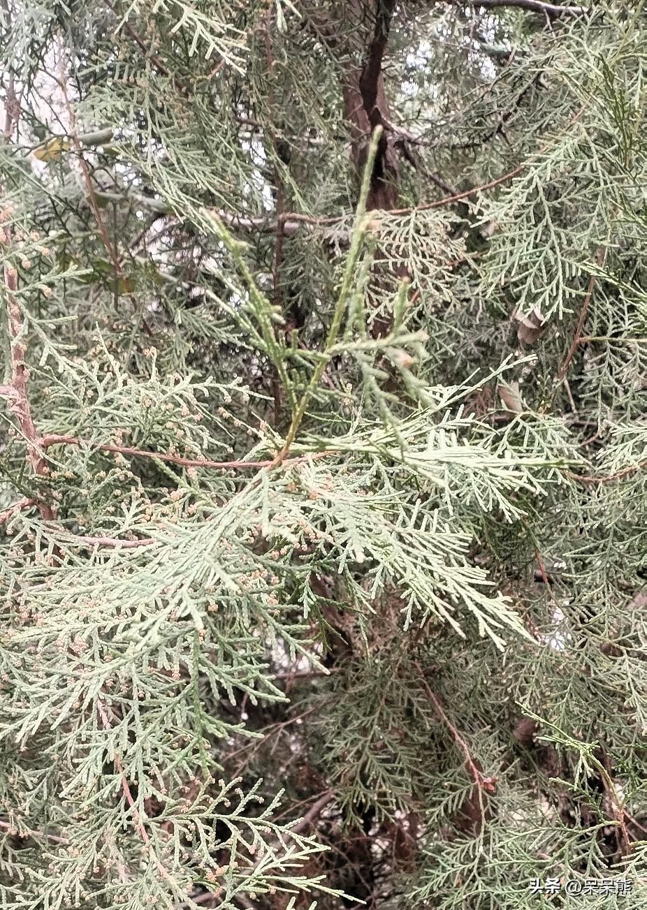 看一个人有没有气质，要看这个人的肩膀挺拔不挺拔，如果挺拔，没有弓腰虾背，那么这个