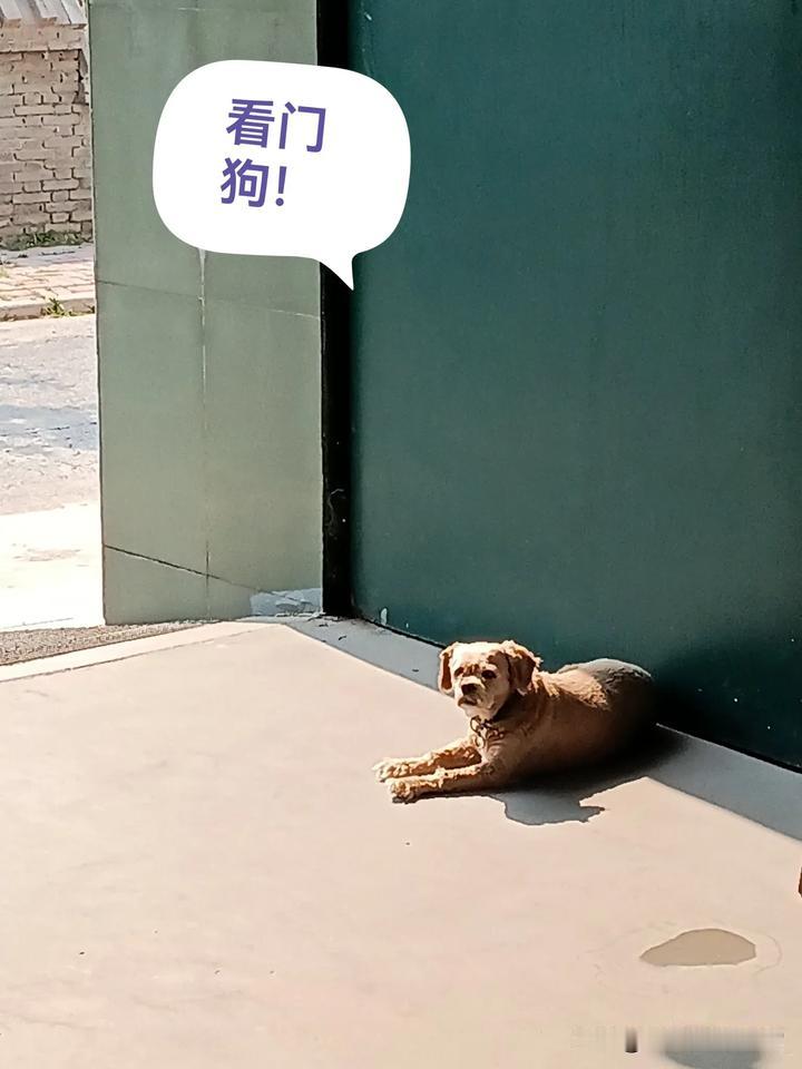 被咬后不确定狗是否携病，打死可避免后续风险