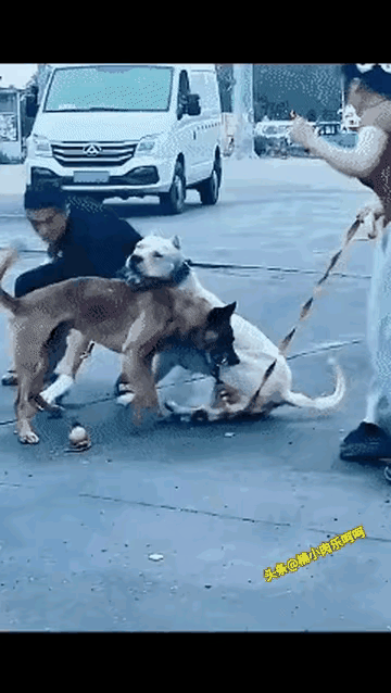 看见没？牵着这种大型烈性犬上街有多危险？一个成年男性在大型烈性犬发动攻击时都抓不