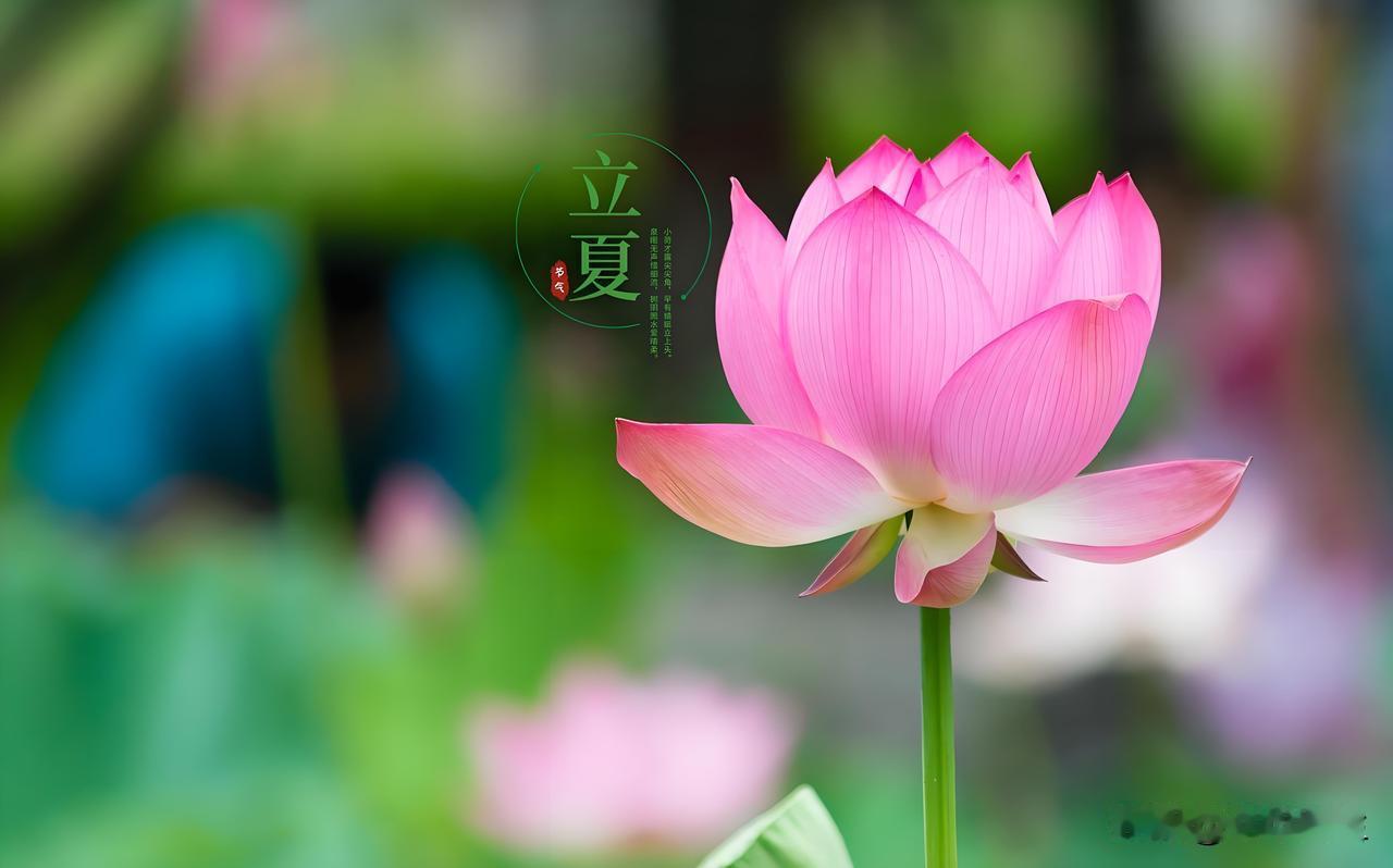 立夏一杯茶，清热解暑，养心安神

今日立夏！天气逐渐炎热，人体新陈代谢加快，中医