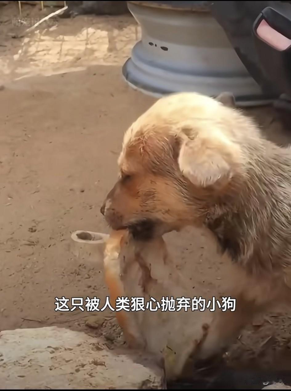 泪目了！这天一位小姐姐去散步，当她走到一条小路上的时候，看到一只流浪小狗叼着一块