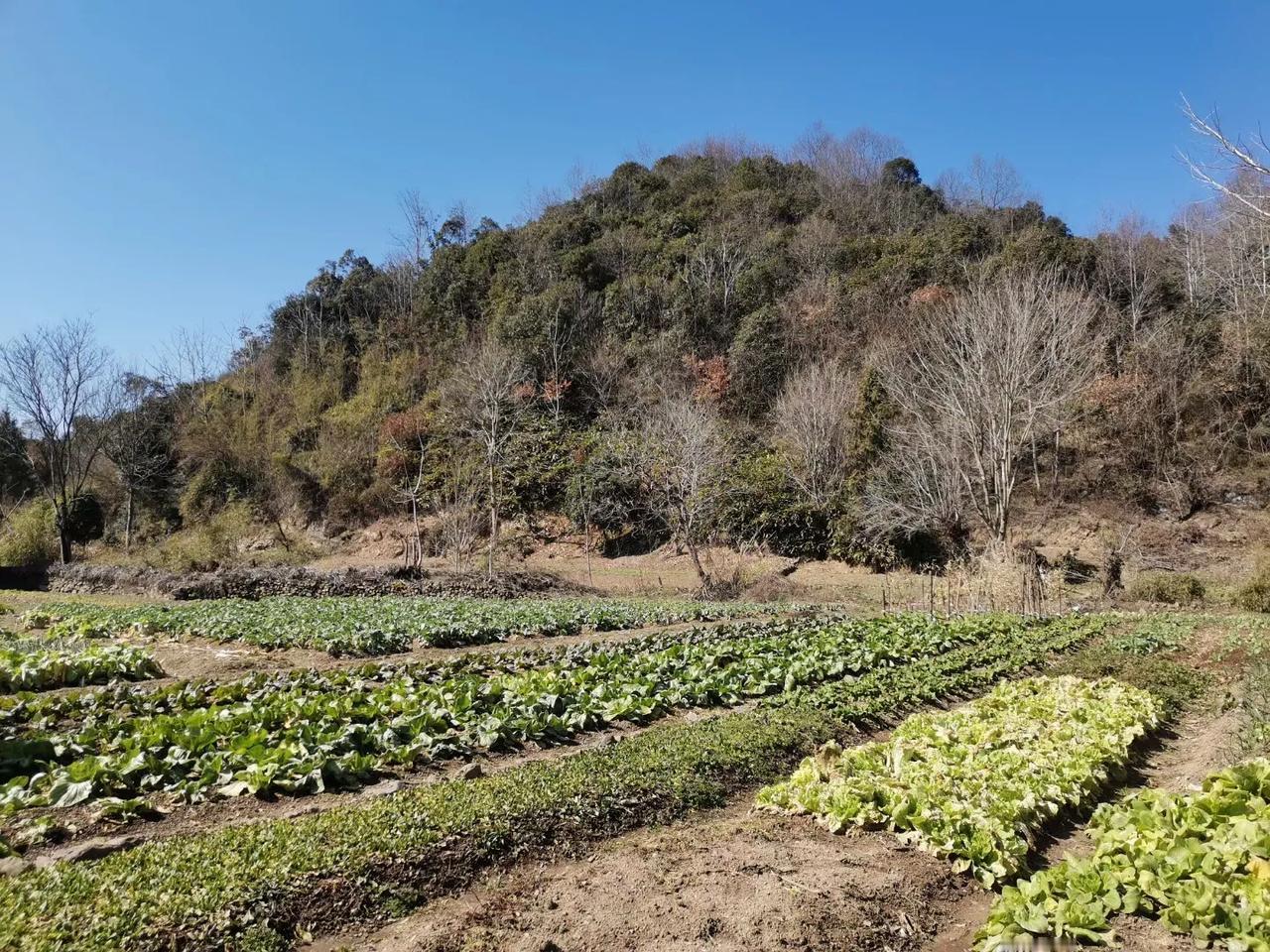 农村人情味为何变淡？
 
 农村的夜晚，曾经是邻里串门、围炉夜话的热闹时光。如今