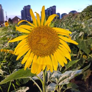 上进的小小绿茶
