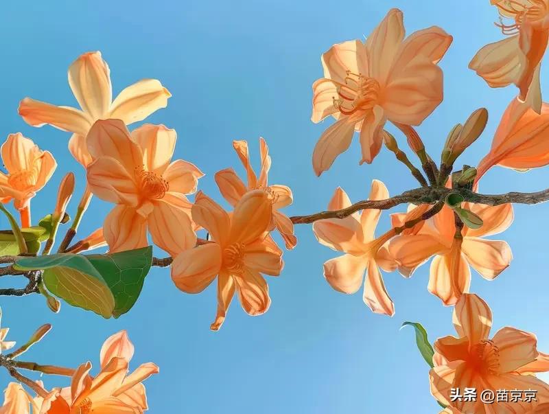 风软软的，太阳暖暖的，
路边的花也都开得特别好。
 
我没事就出门溜达一圈，
晒