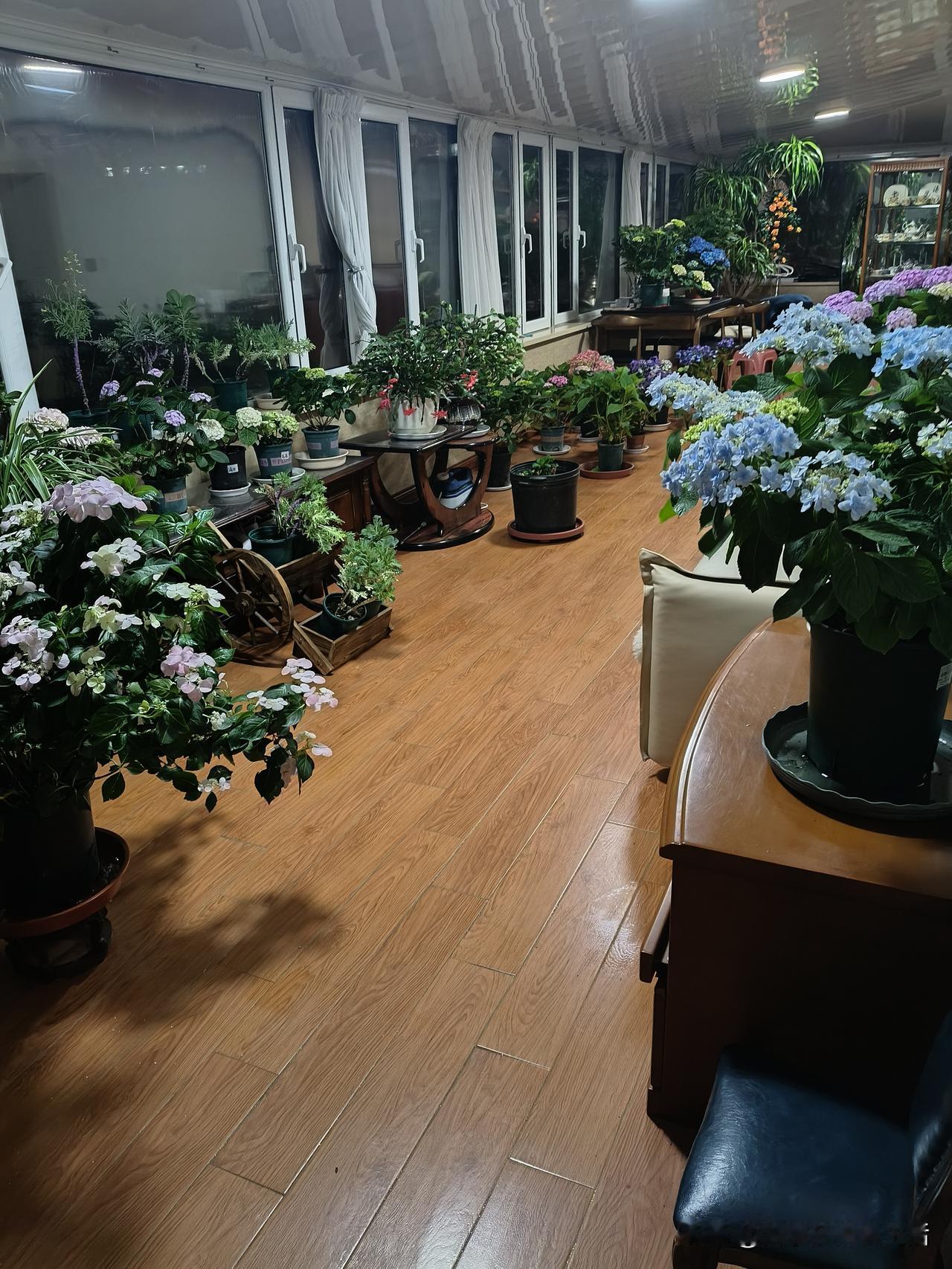 我相册里近期拍的花，是阳光房里的各类绣球花。那花瓣层层交织，在阳光的映照下，每一