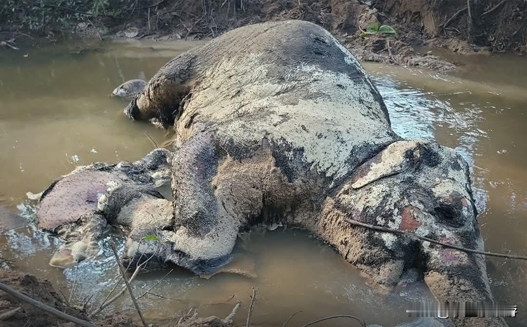 柬埔寨柏威夏省自然保护区一头雌性亚洲象遭泰军炮击受伤并流产，母子双双死亡。