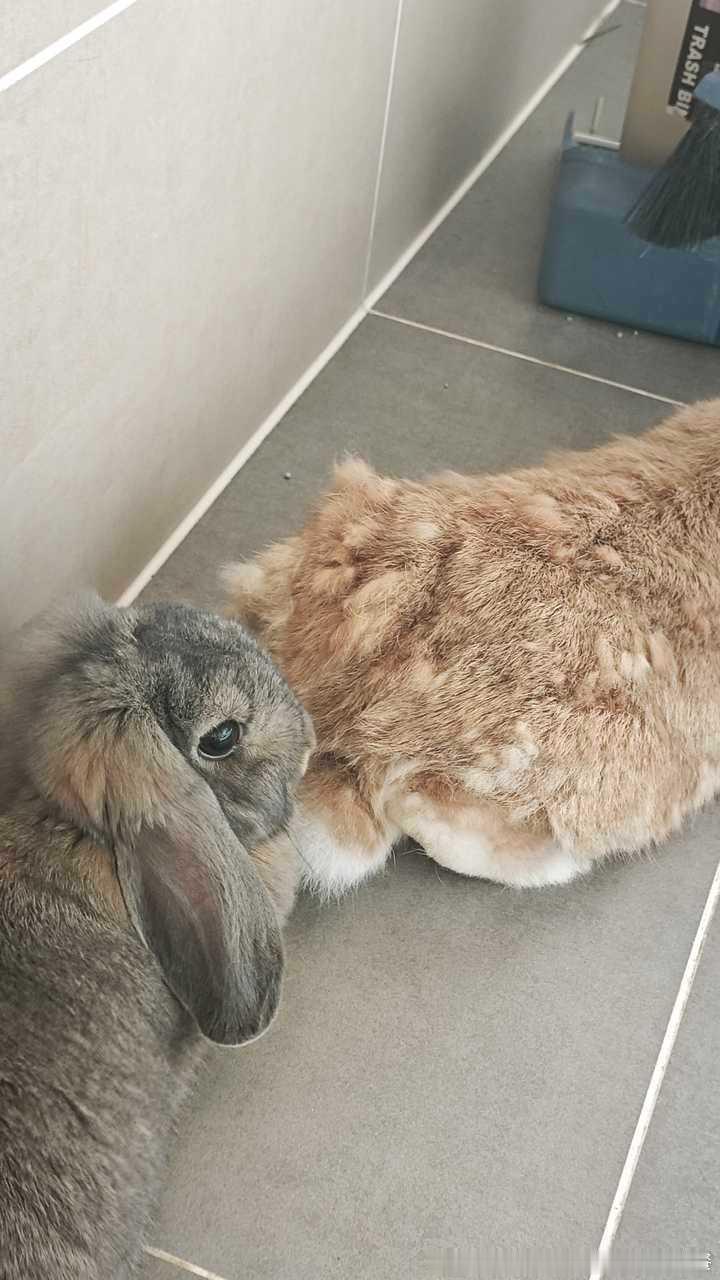 14156🐇🐇【不让我梳毛都变成榴莲了怎么办啊】 