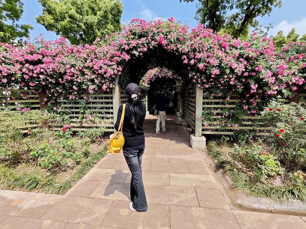 杭州永远都充满诗情画意，四季都有鲜花盛开。最近杭州正是蔷薇花吐露芬芳的季节。蔷薇