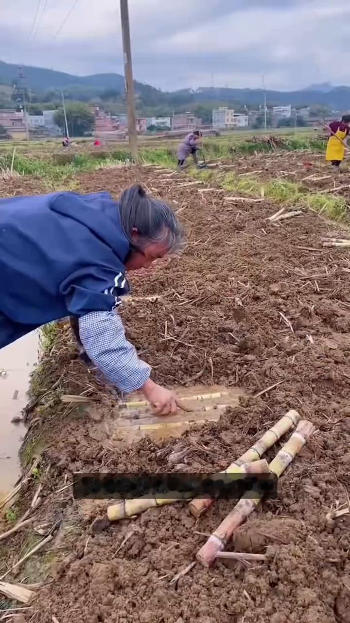 白蔗种植技艺。
很多人不理解，明明已经成熟的甘蔗为什么还要被层层叶片包裹起来，长