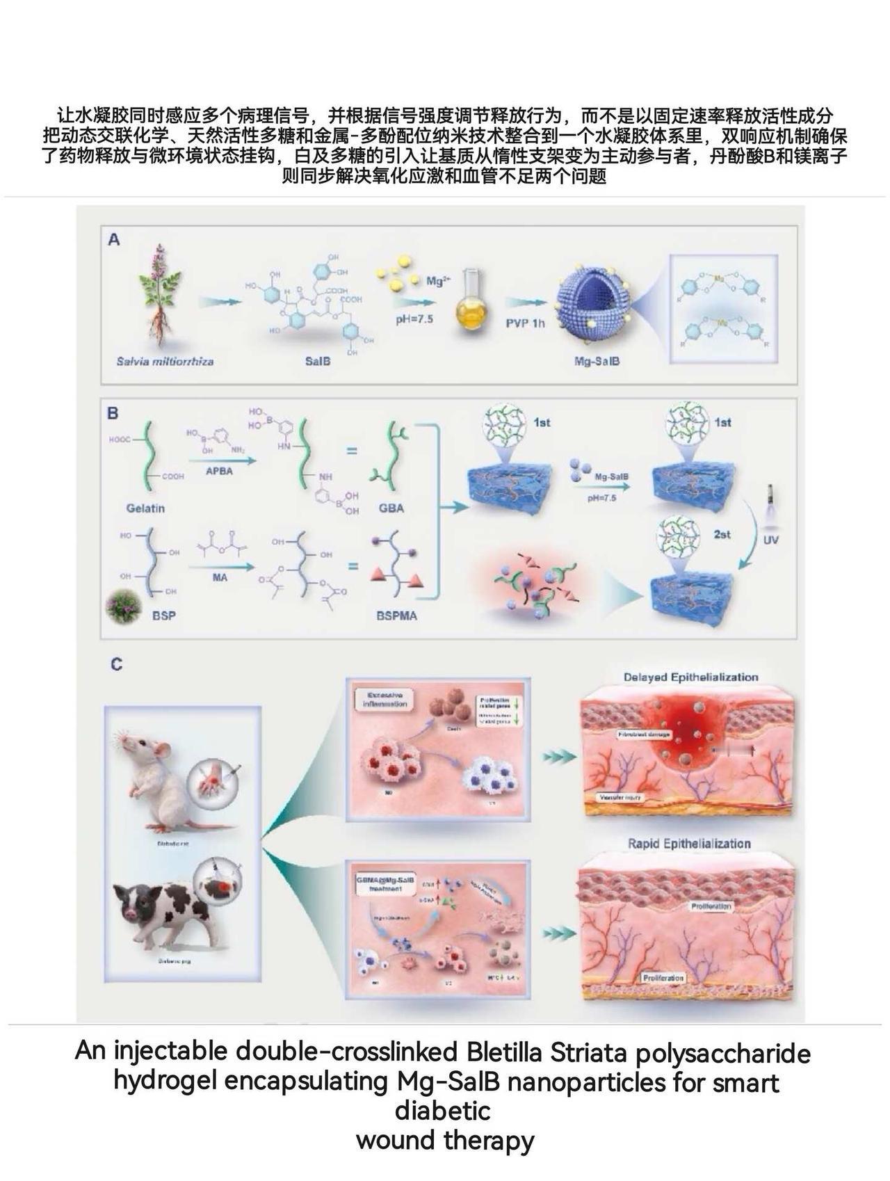 双响应可注射水凝胶、金属多酚～糖创
1️⃣材料
●通过金属-多酚配位策略构建，由
