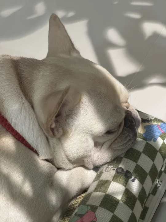 😚嘴皮子也可爱