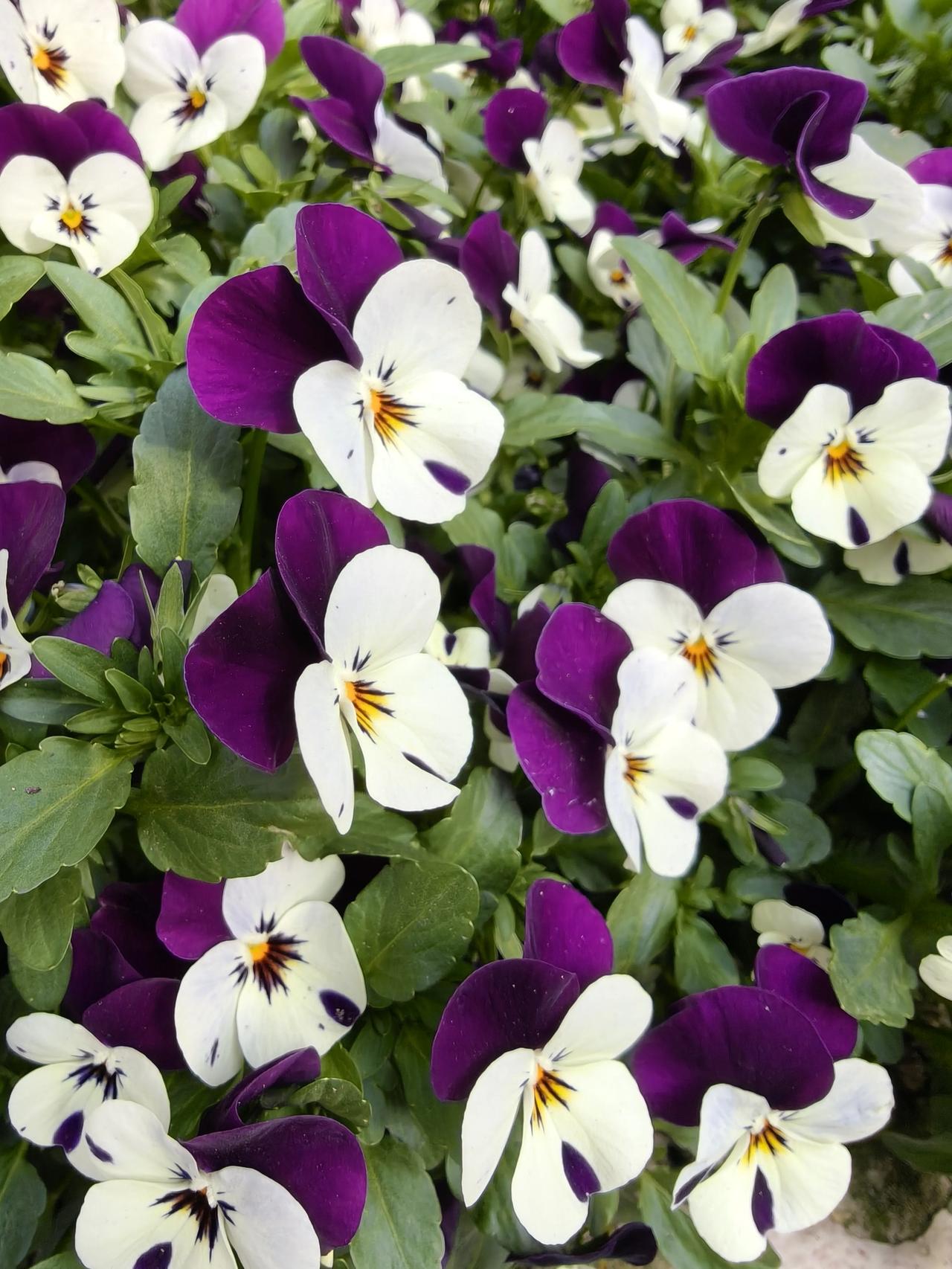 [微风]春日出行随手拍实景图分享！

公交车出行三站路就来到了这里，

那就随便