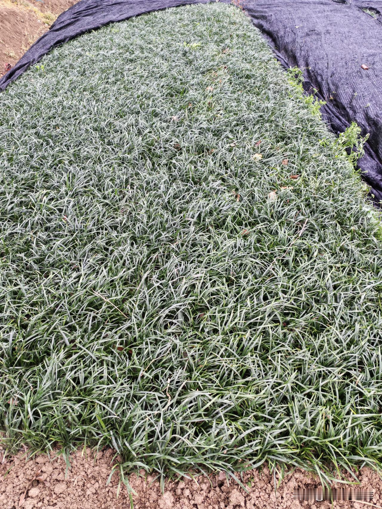 今天上午下着小雨，8点多钟有几个大爷来到我苗木摊位前，饶有兴趣地谈论着我的花花草