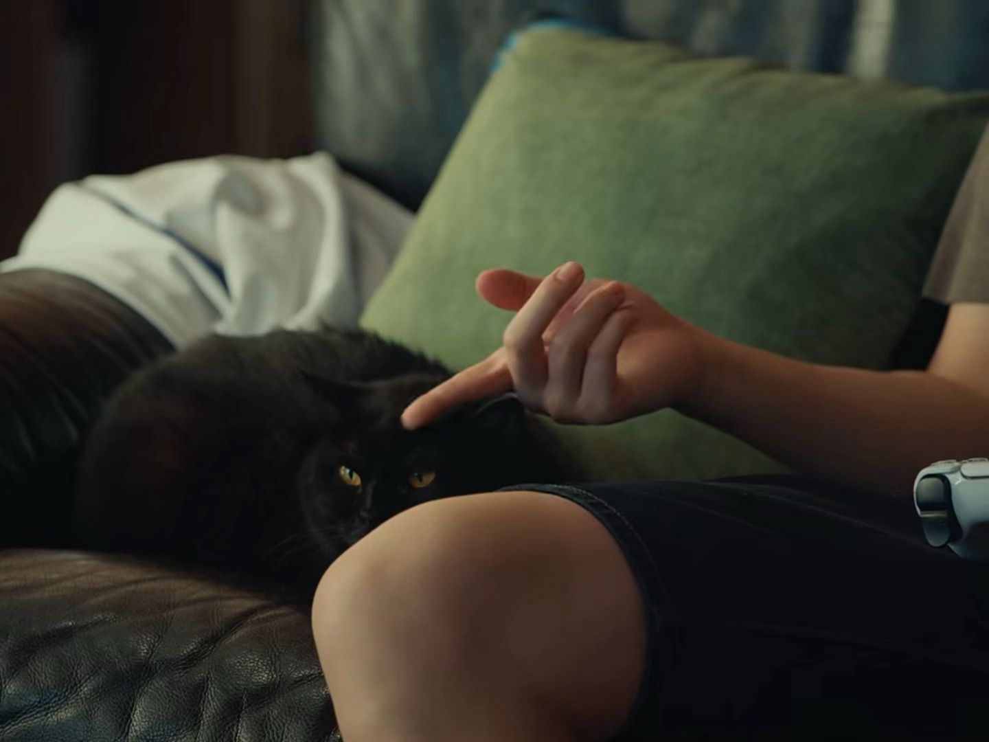 🐈⬛猫被他摸得一直响 