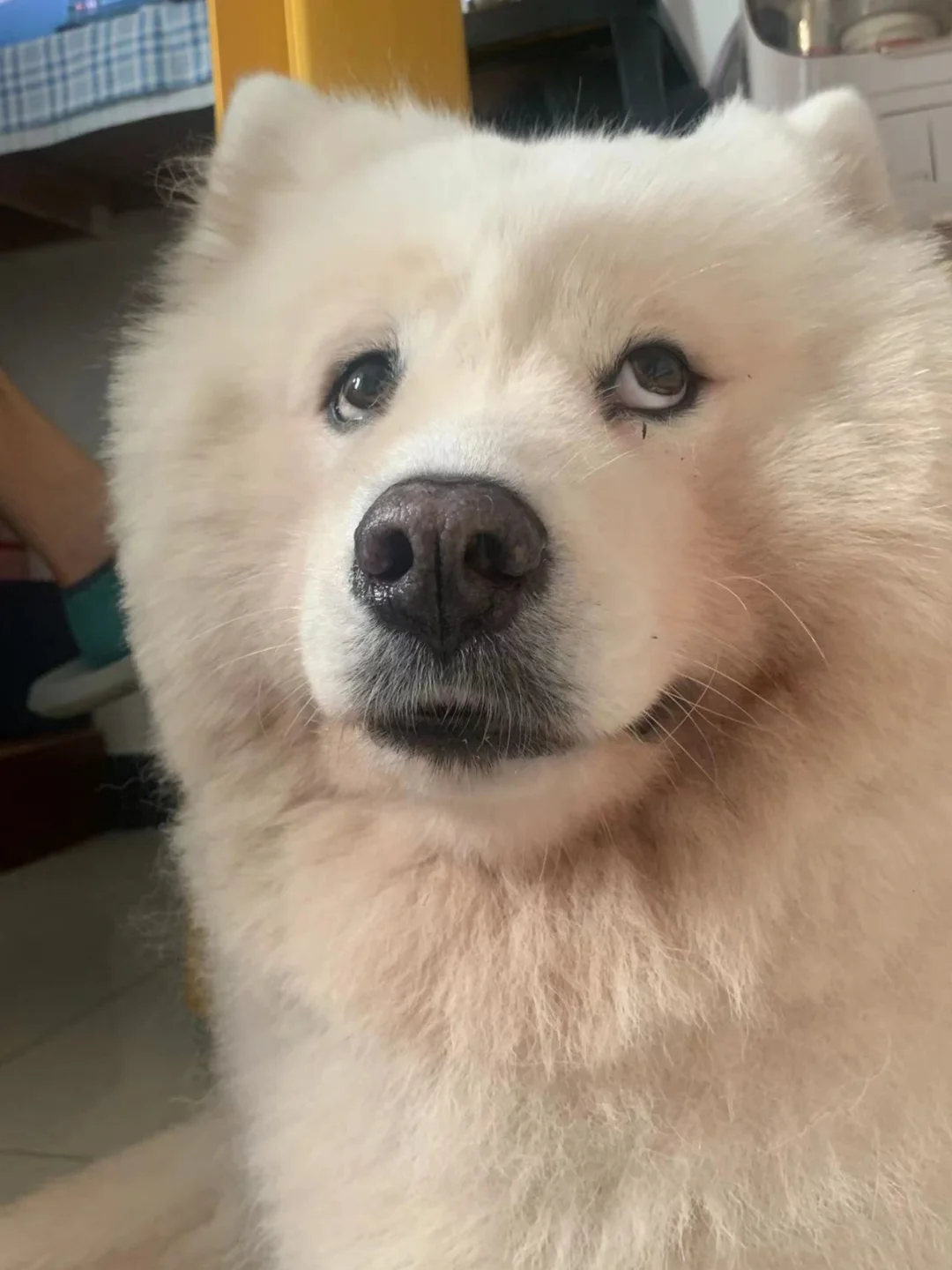 想要一个萨摩耶这种表情的评论区