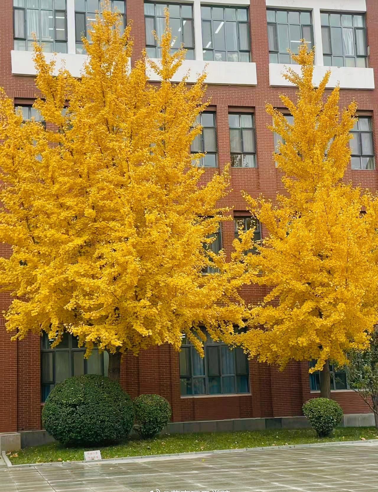 秋光收尽，立冬已至～ 晚自习的灯光映着霜色，一杯热饮就能驱散微凉。早睡养阳，添衣