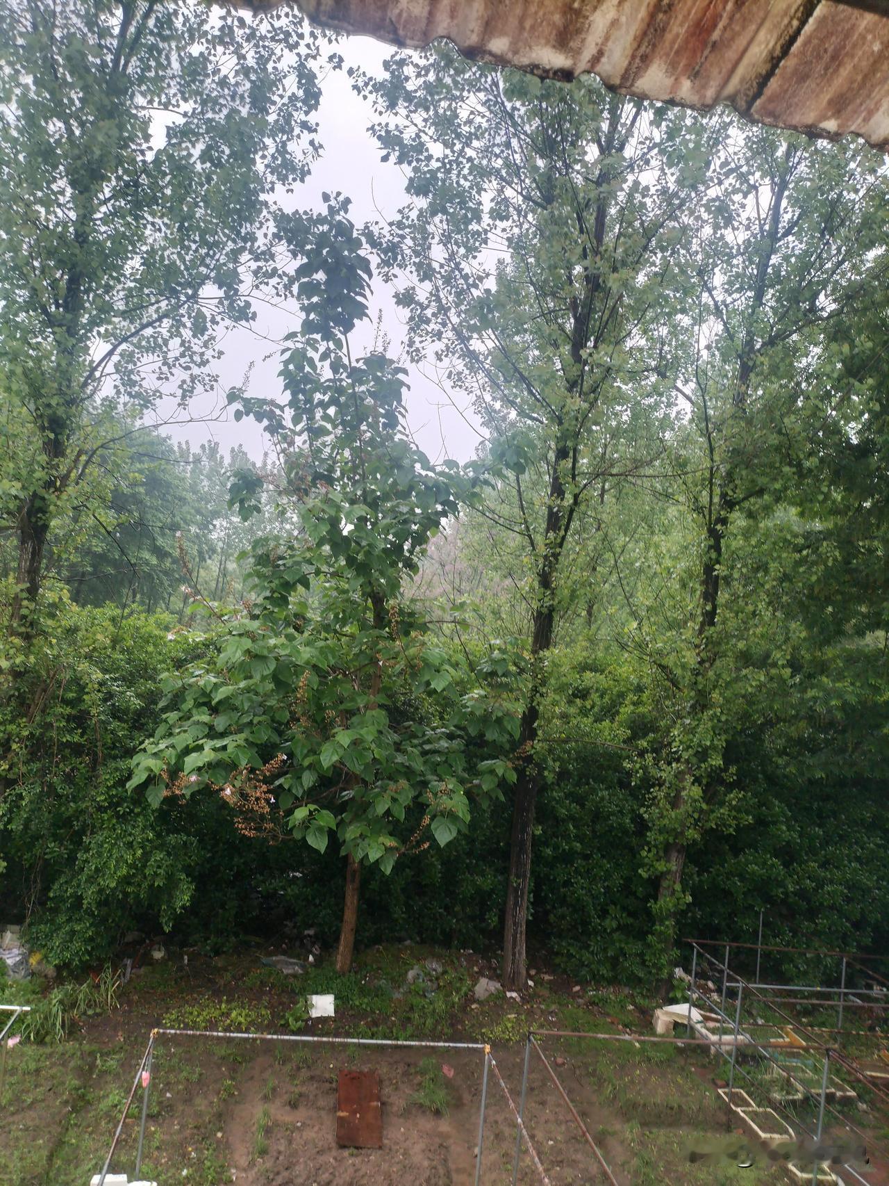 最近天天下雨。下雨睡觉真的好舒服。