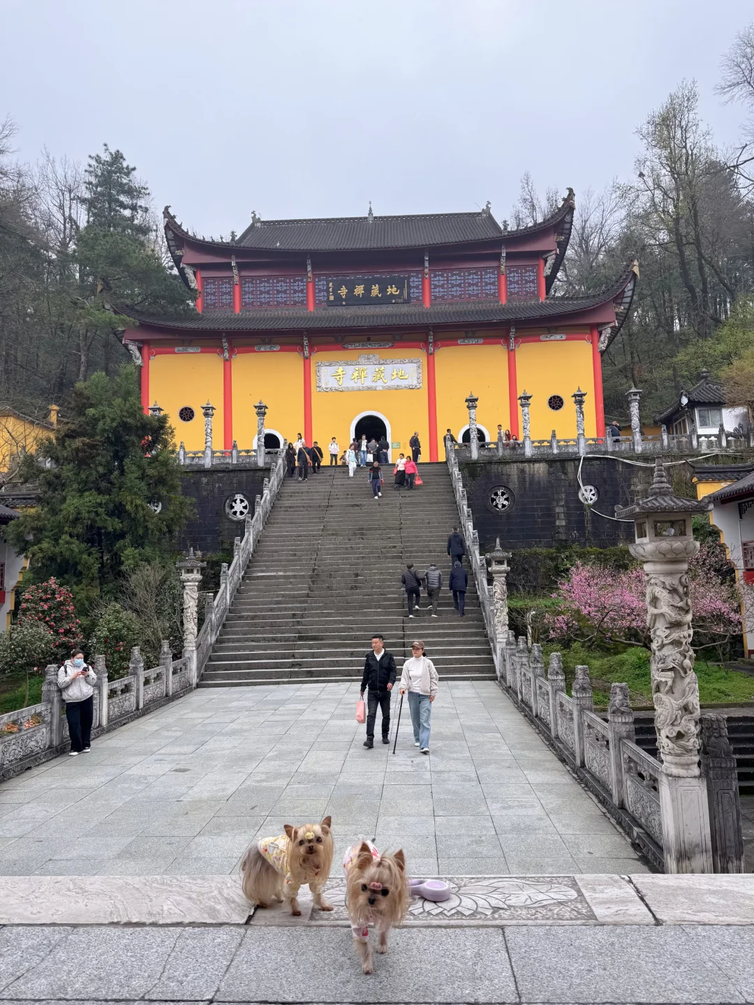 旅行56｜4月带狗自驾游第一站-九华山