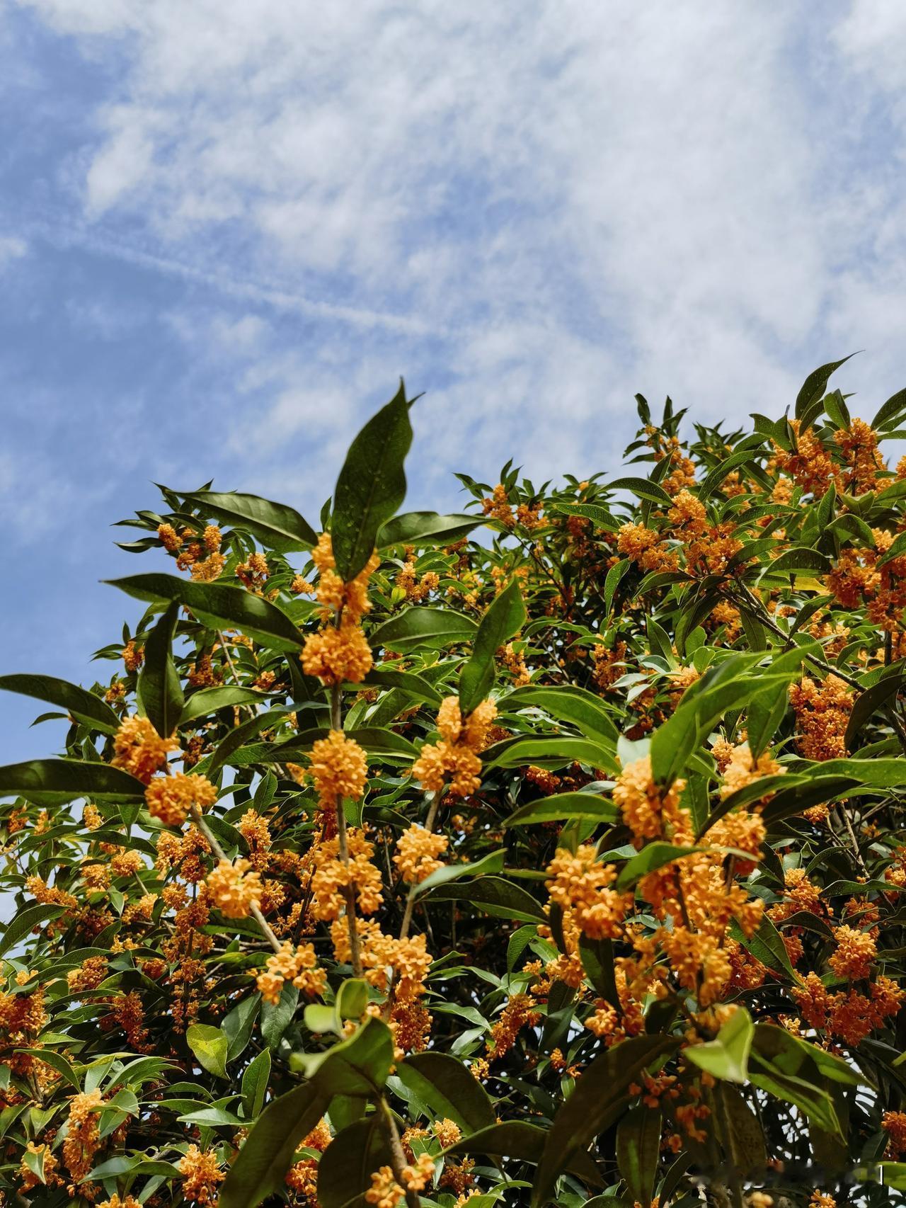 我都有点不好意思说，
怕说了你会认为我是在炫耀！

你问我所在的城市现在有多冷？