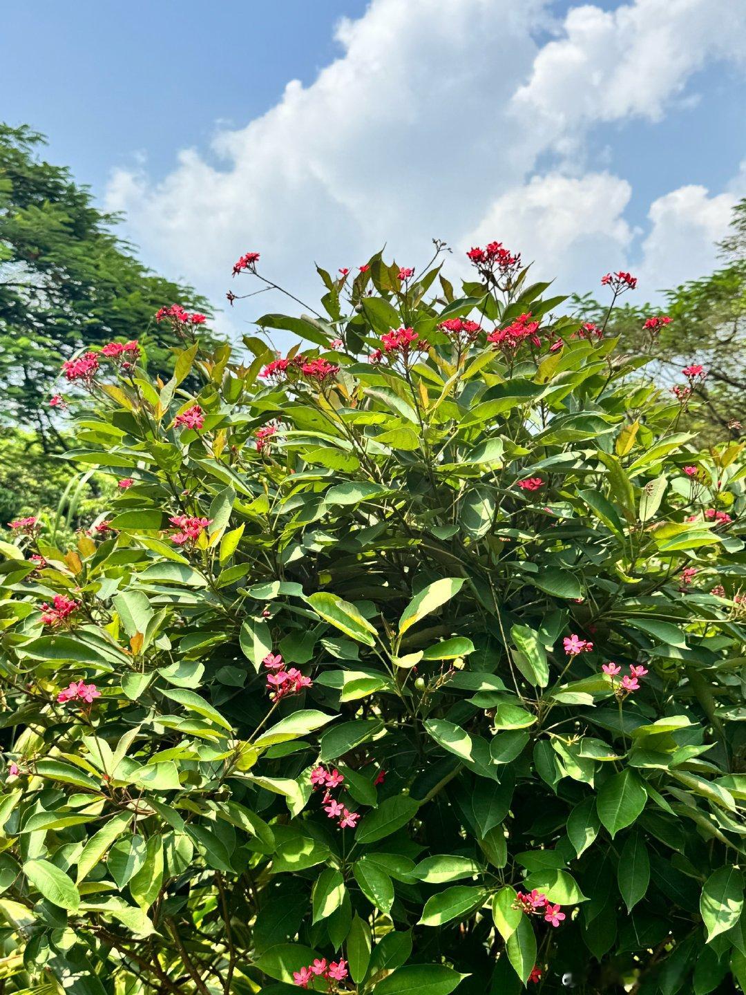 不行了，还要拍点红色的花花来压压惊又吓了我一跳[怒]，就隔了我两三步的距离 ​​