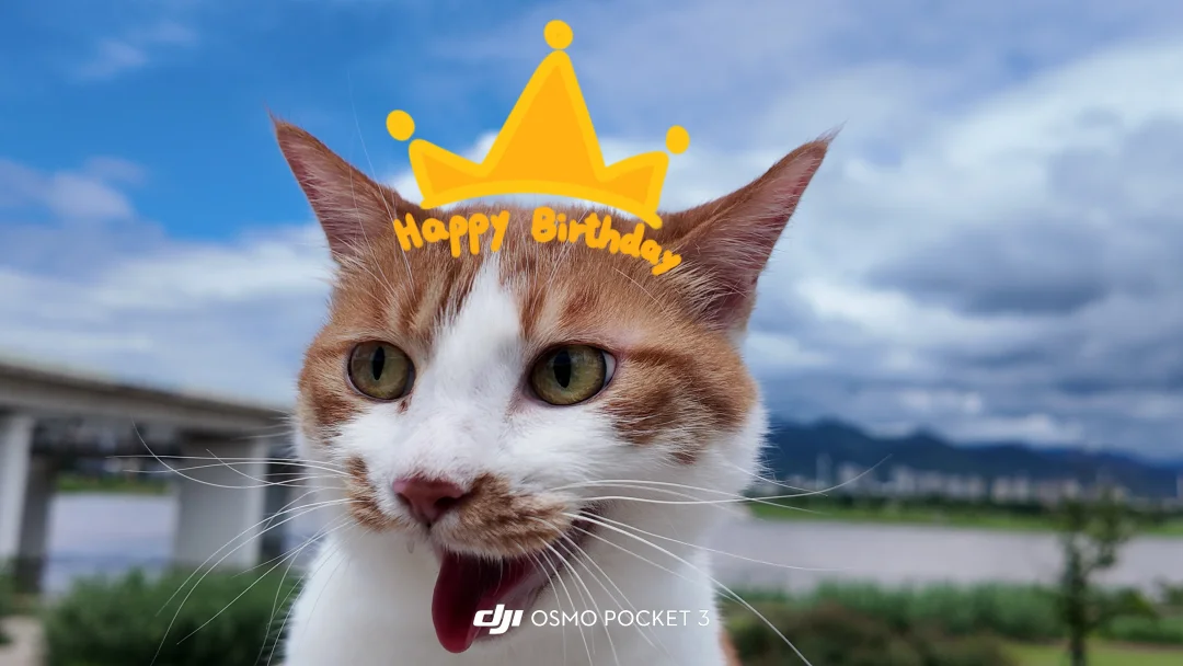 猫猫我呀今天8岁了哦