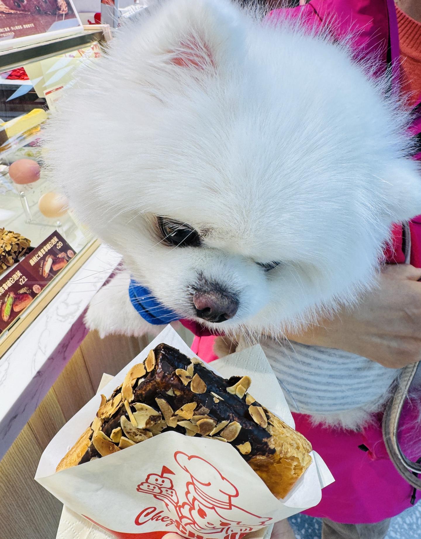 小馋狗，大人吃啥都要闻一下😄