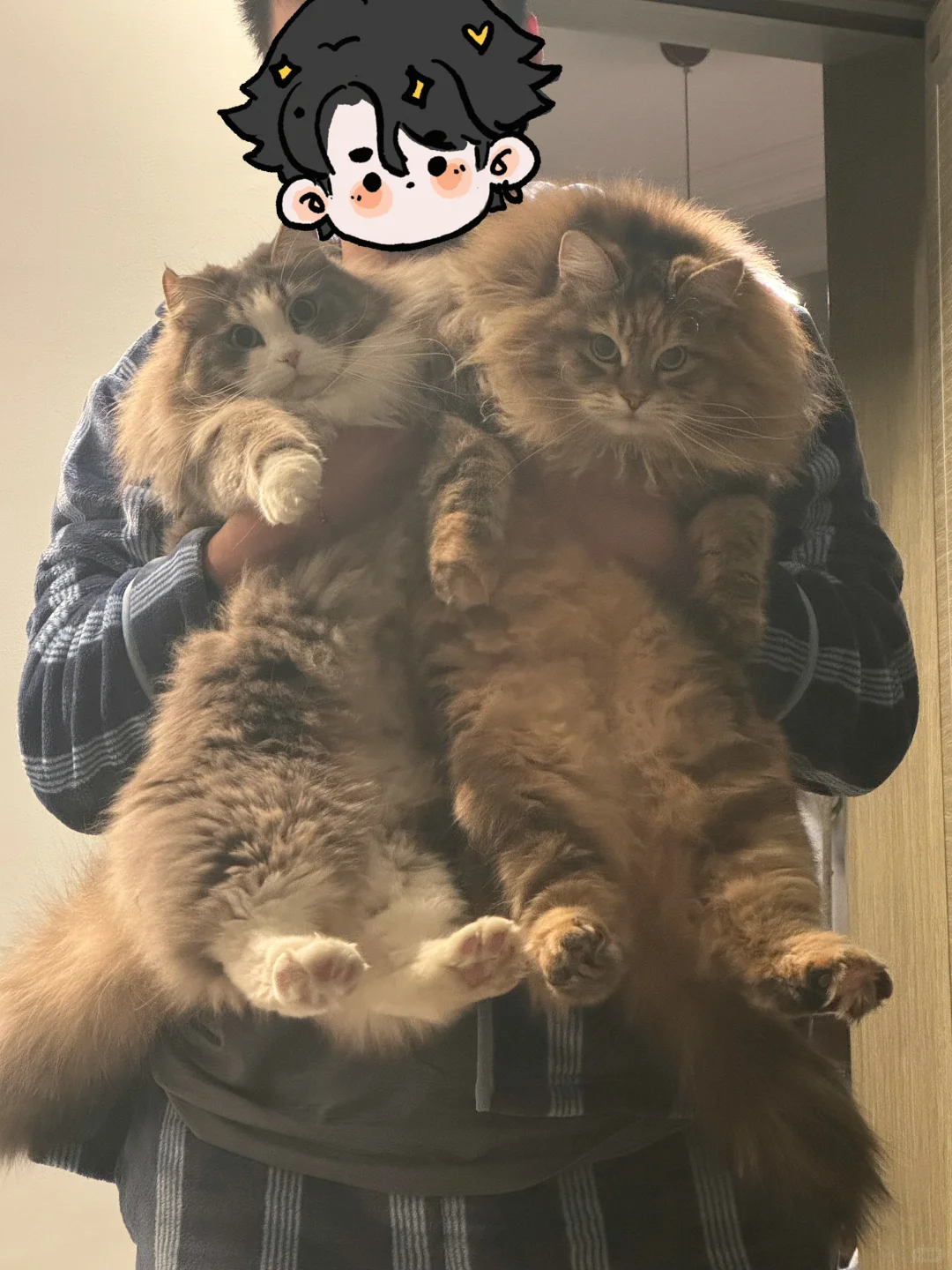 幸福的生活离不开小猫咪！