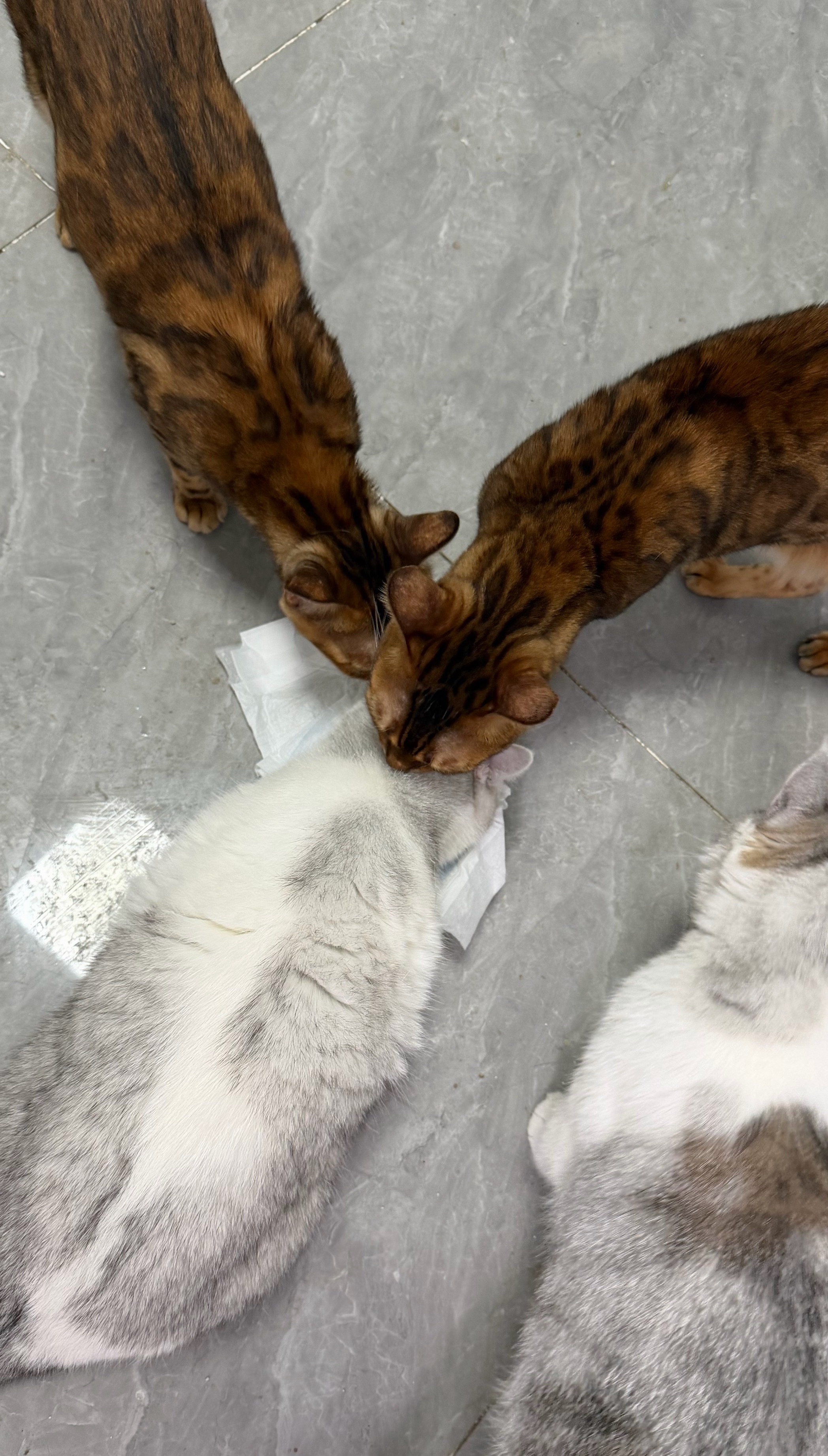 把宝宝纸尿裤拿回来了，让猫猫闻闻，猫猫开会 