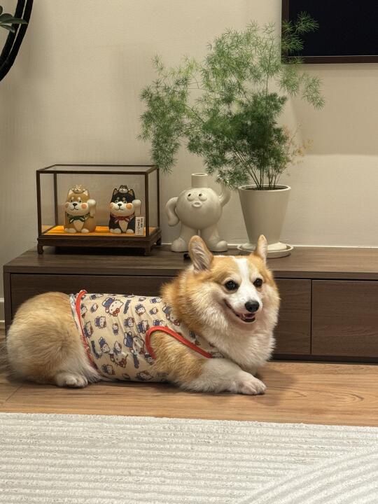 人 你看我可爱吗