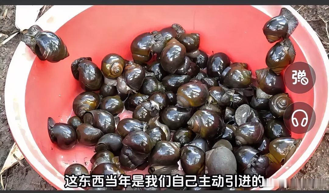 你们爱吃田螺吗？
这玩意在广东，广西等沿海地区特别受欢迎
更是夏季大排档里配啤酒