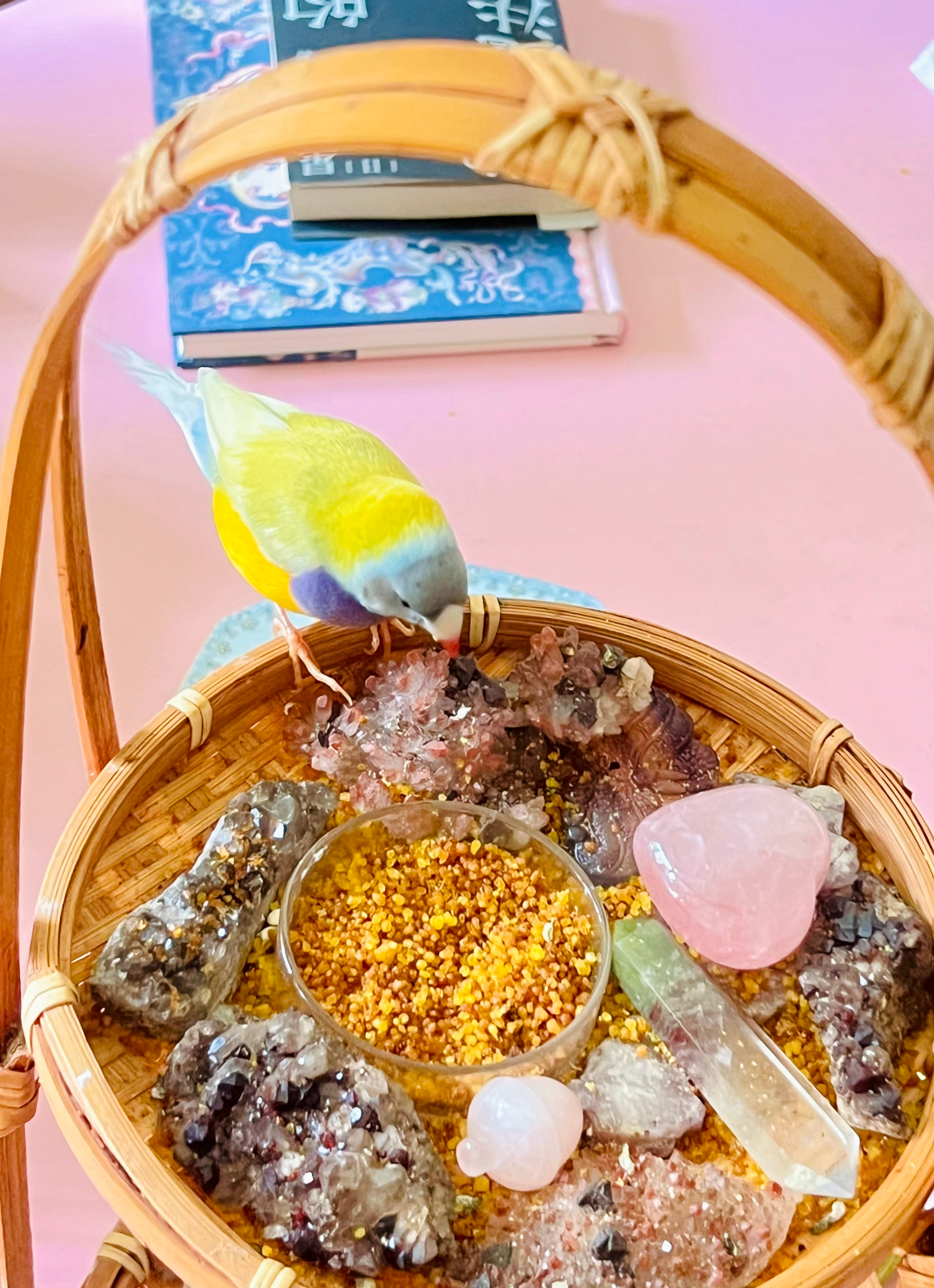 🦜格雷病了三天多，今早起来一看好利索了。我的心情也一下子放松下来我家那些鸟事儿