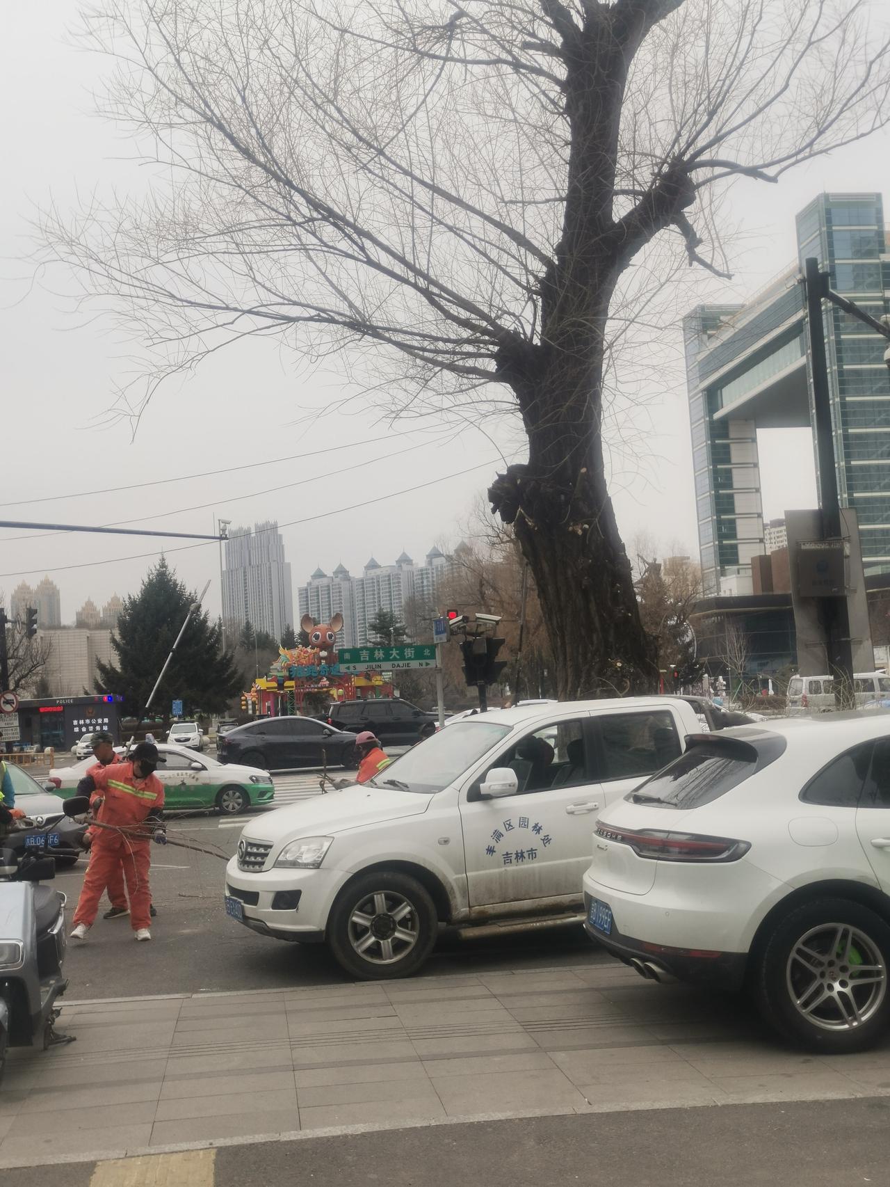 吉林市丰满区的大街上，已然开始对绿化树进行枯枝清理，令人期待桃花盛开的时刻。
