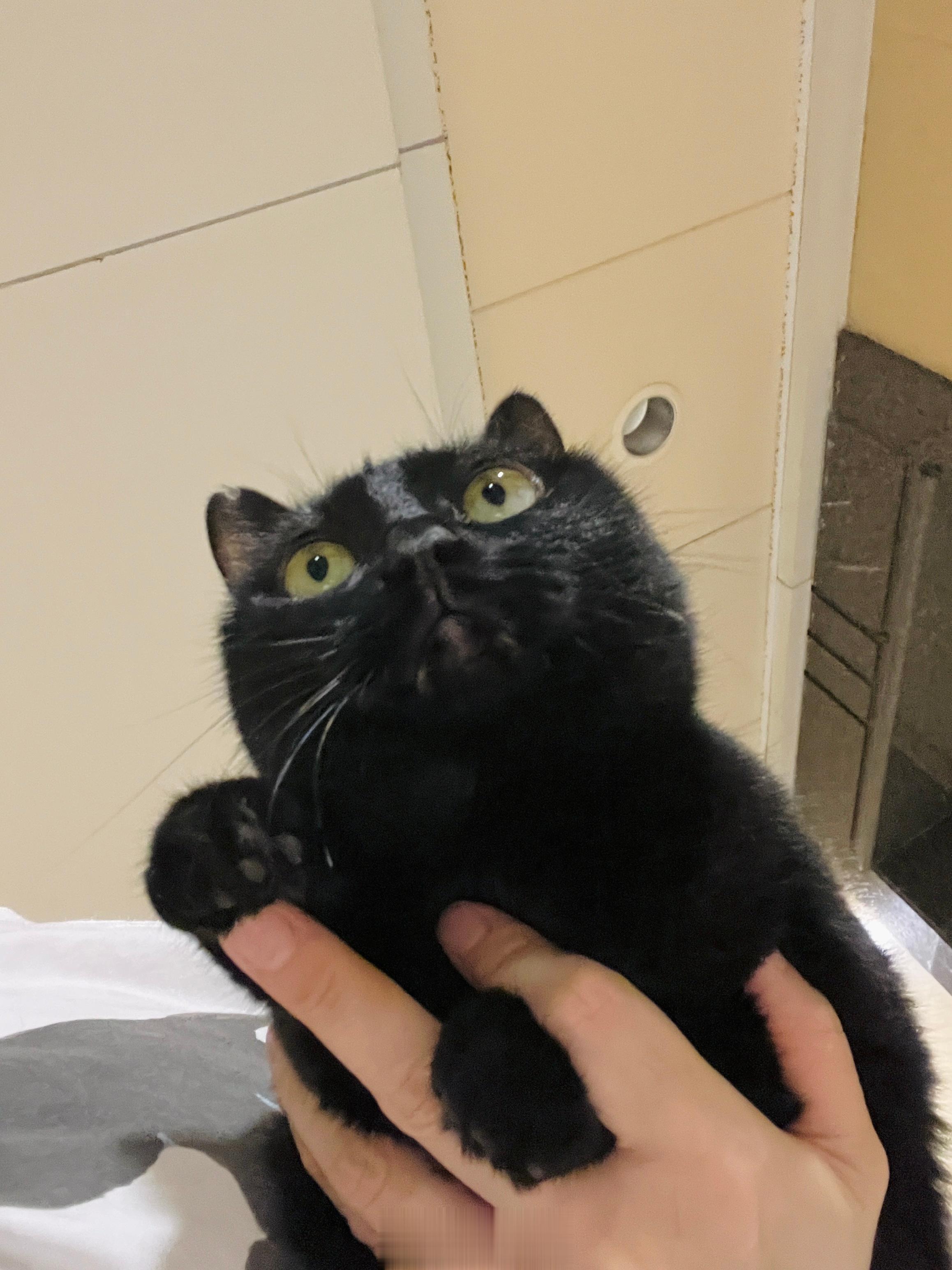 太熱惹，放風就找代駕吧～#蝦蝦不可以太可愛# ​​​